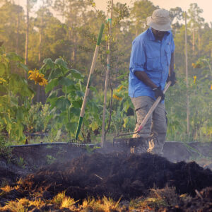 man raking steaming dirt in front of a row of sunflowers
